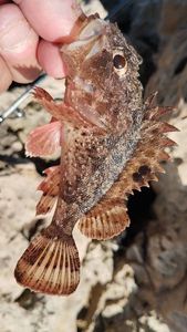 Brown Scorpionfish