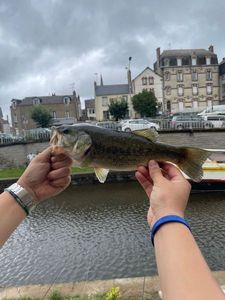 Smallmouth Bass