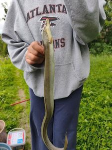 European Eel (Common Eel)