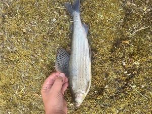 Grayling