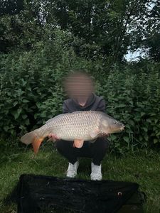 Common Carp