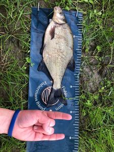 Common Bream