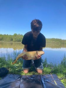 Mirror Carp