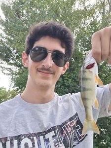 European Perch