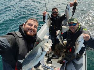 European Bass (Seabass)