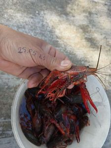 Spinycheek Crayfish