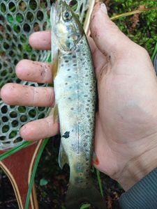 Brown Trout