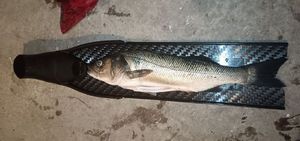 European Bass (Seabass)