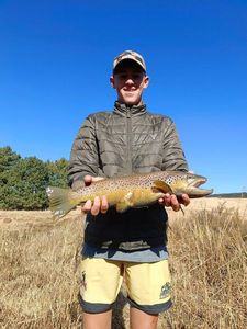 Brown Trout