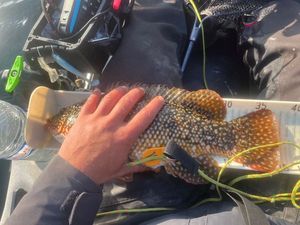 Ballan Wrasse