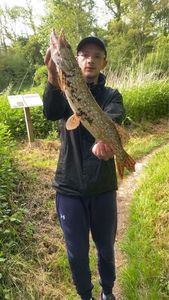 Northern Pike