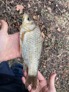 Crucian Carp