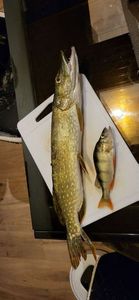 Yellow Perch