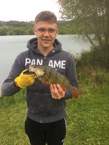 European Perch