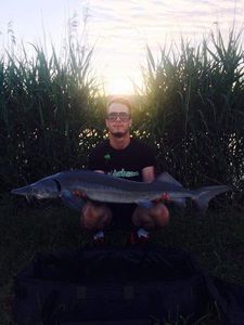 Beluga Sturgeon (European Sturgeon)