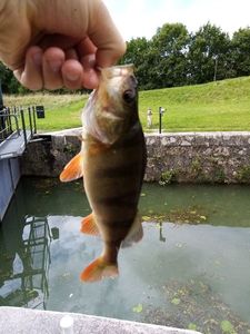 European Perch