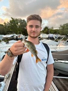 European Perch