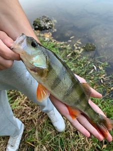 European Perch