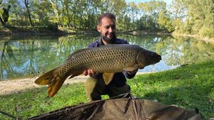 Common Carp