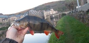 European Perch