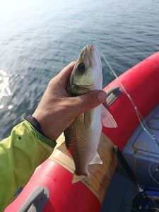 European Bass (Seabass)