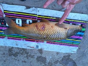 Common Carp