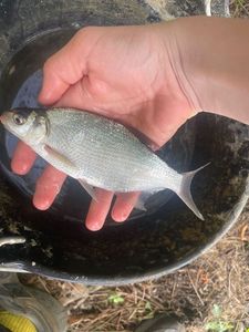 Common Bream