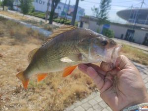 European Perch