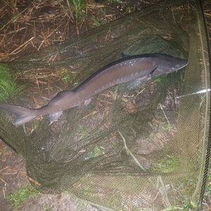 Sturgeon