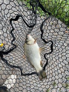 Crucian Carp