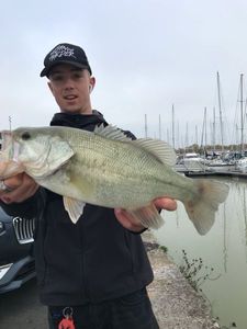 Largemouth Bass