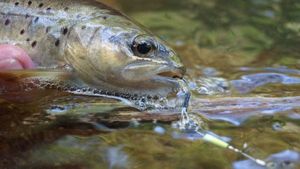 Brown Trout