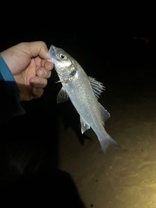 European Bass (Seabass)