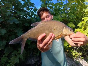 Common Bream