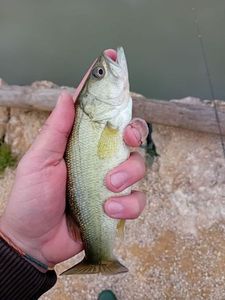 Largemouth Bass