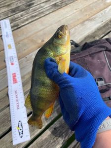 European Perch