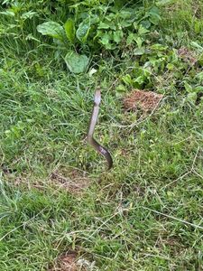 European Eel (Common Eel)