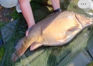 Mirror Carp