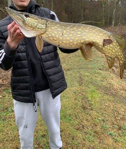 Northern Pike