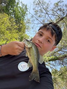 Largemouth Bass