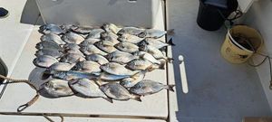 Black Seabream