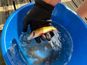 European Perch
