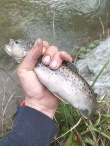 Brown Trout