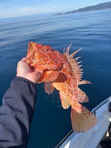 Red Scorpionfish