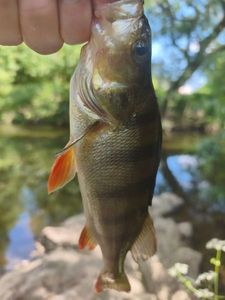 European Perch