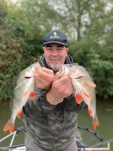 Golden Perch