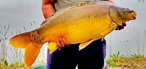 Mirror Carp
