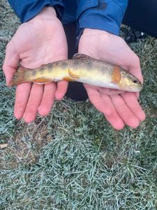 Brown Trout