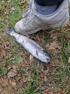 Cutthroat Trout