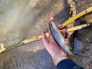 Brown Trout